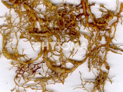 Meloidogyne hapla